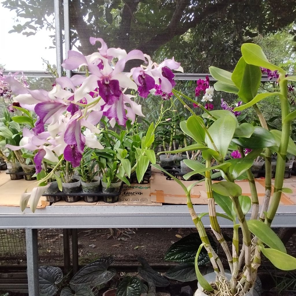 Anggrek Dendrobium Inaraya Blue Indonesia Raya Blue