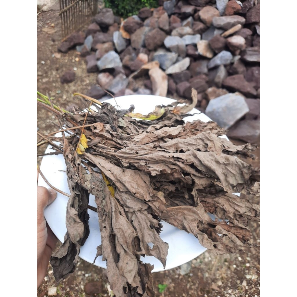 

Daun Insulin Segar | Daun Kering Kualitas Bagus | Herbal Alami | Suka Tani99