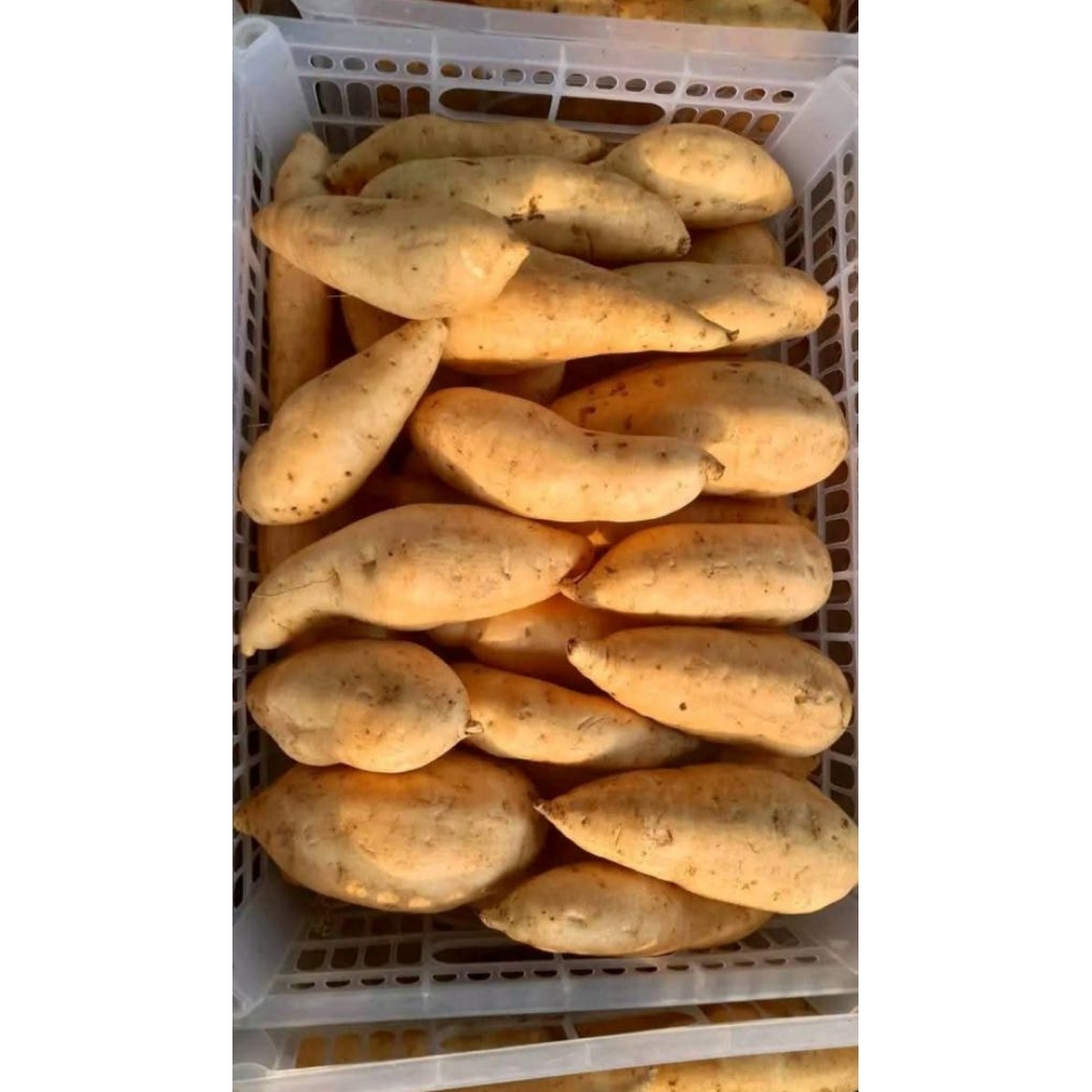 

UBI MADU CILEMBU