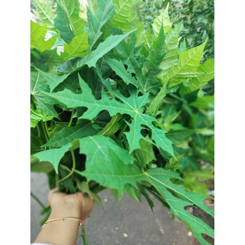 

daun paya Jepang per 500gram