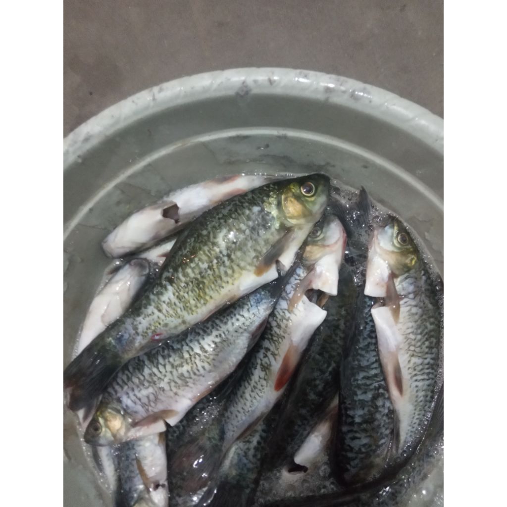 

ikan nilem 1kg bersih/fresss no projen/diambil,di bersihkan mendadak ketika ada orderan