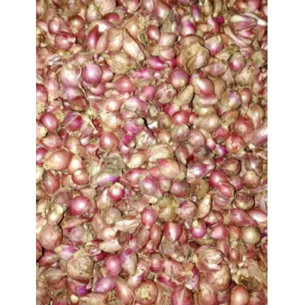 

bawang aresh 1kg khas garut, langsung dari petani