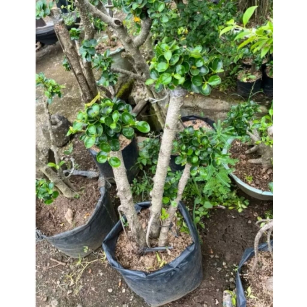 Bonsai taman dolar mikro ukuran besar