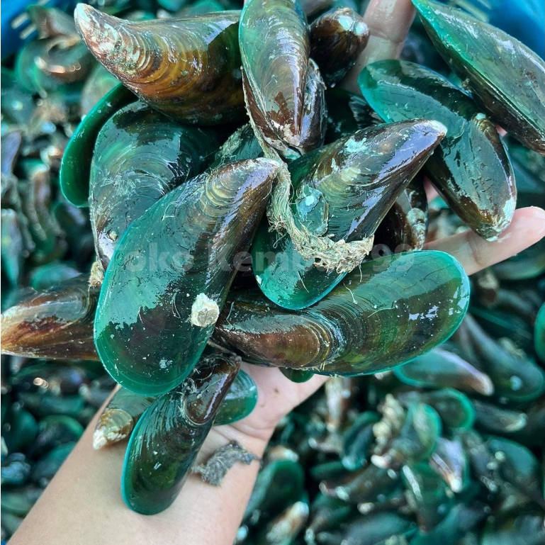 

Kerang Hijau Segar Kerang Ijo 1Kg