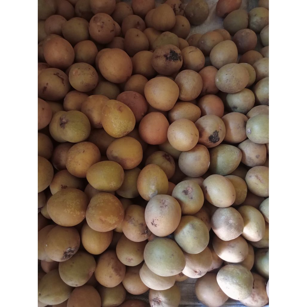 

Sawo madu mengkal tua matah 1kg manis menyegarkan