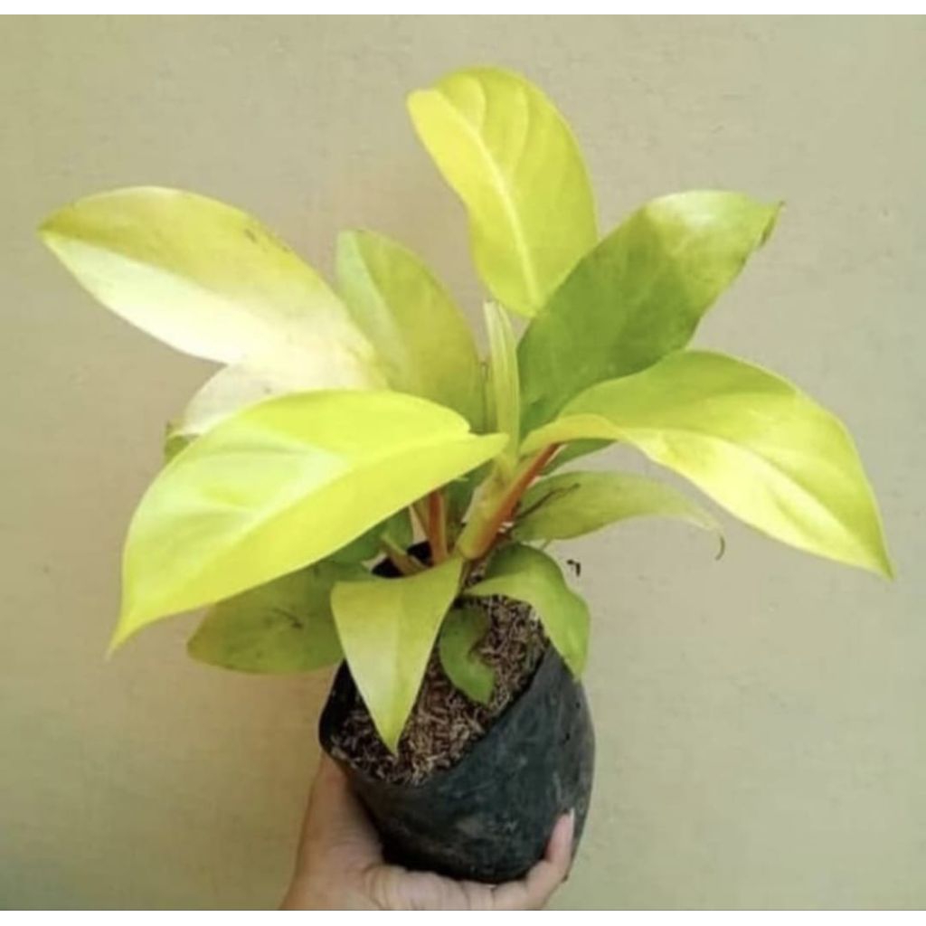 pohon sirih gading centong tanamanhias pohon sirih gading centong