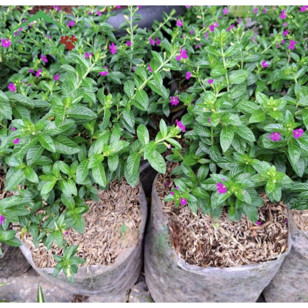 pohon taiwan beauty bunga ungu tanaman hias taiwan beauty bunga ungu