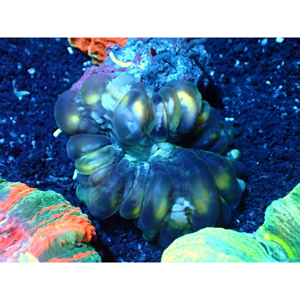 Cynarina Reeftank Coral Aquarium Laut