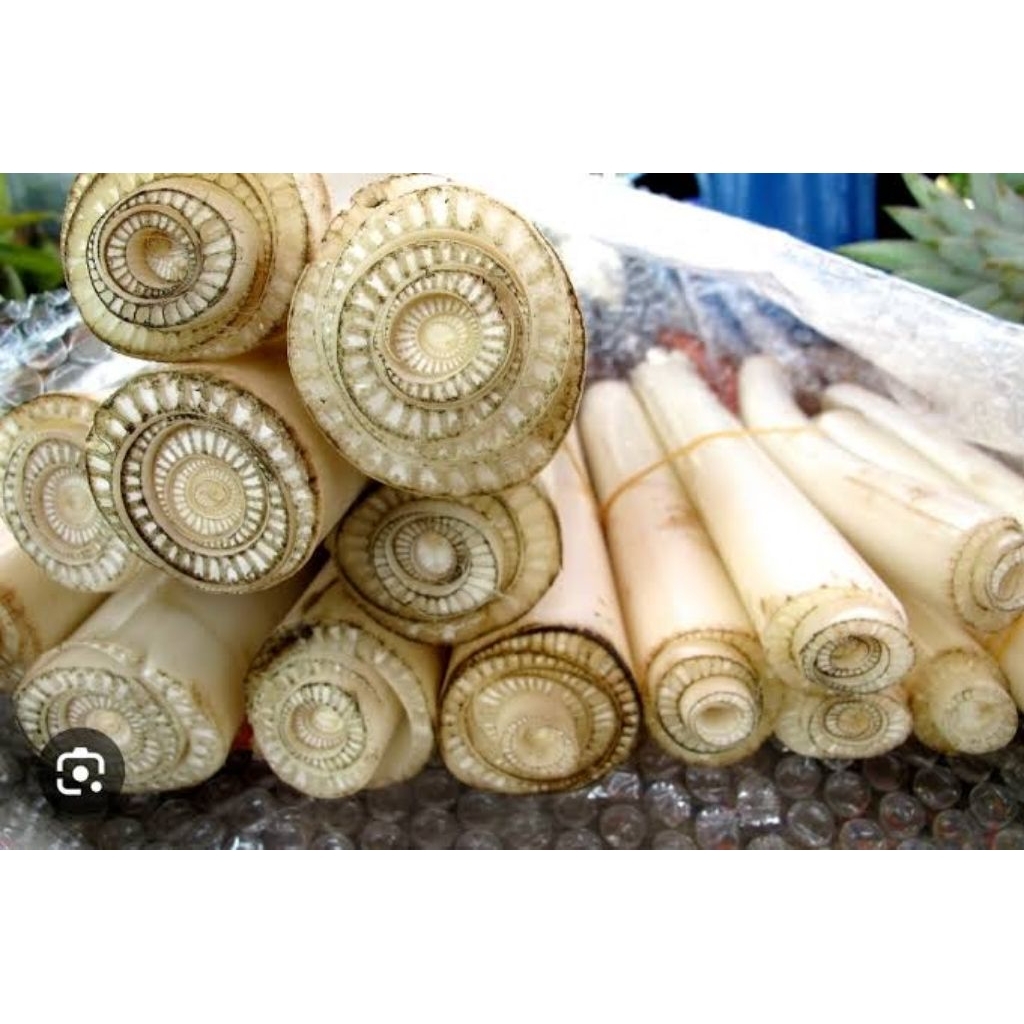 

gedebog pisang fresh