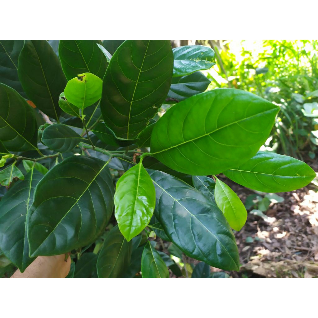 

daun nangka segar(50 lembar)