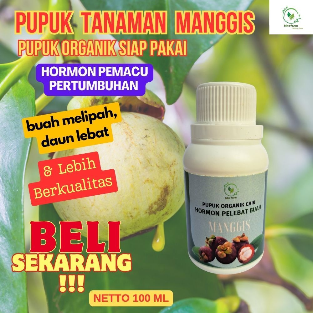 Pupuk Organik Cair Pelebat Buah manggis. Pupuk Organik Cair Pengemuk Buah Manggis