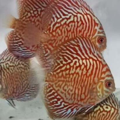 Discus Tiger Turquoise / Discus aquascape ikan hias air tawar