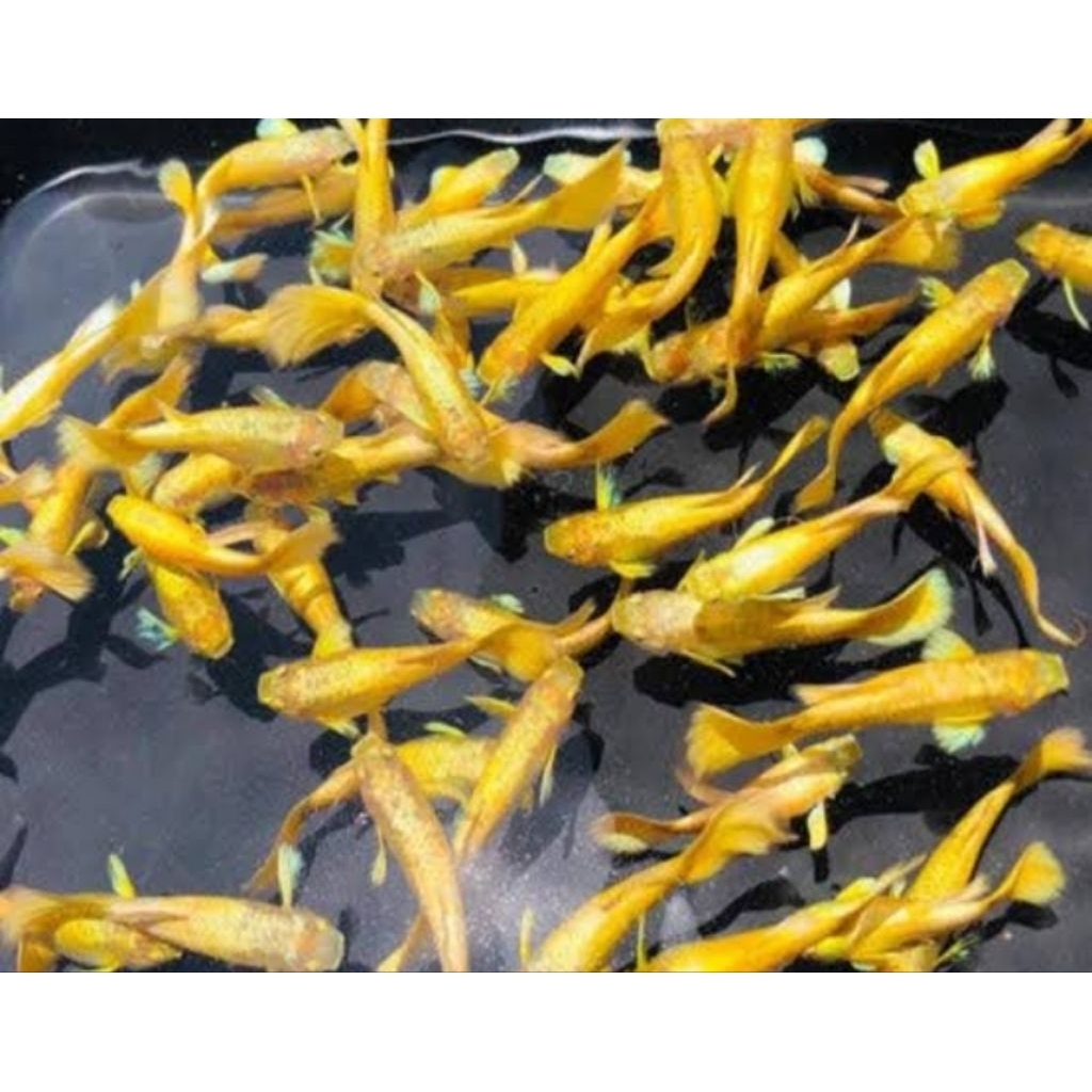 Ikan Guppy Gold isi 5 ekor