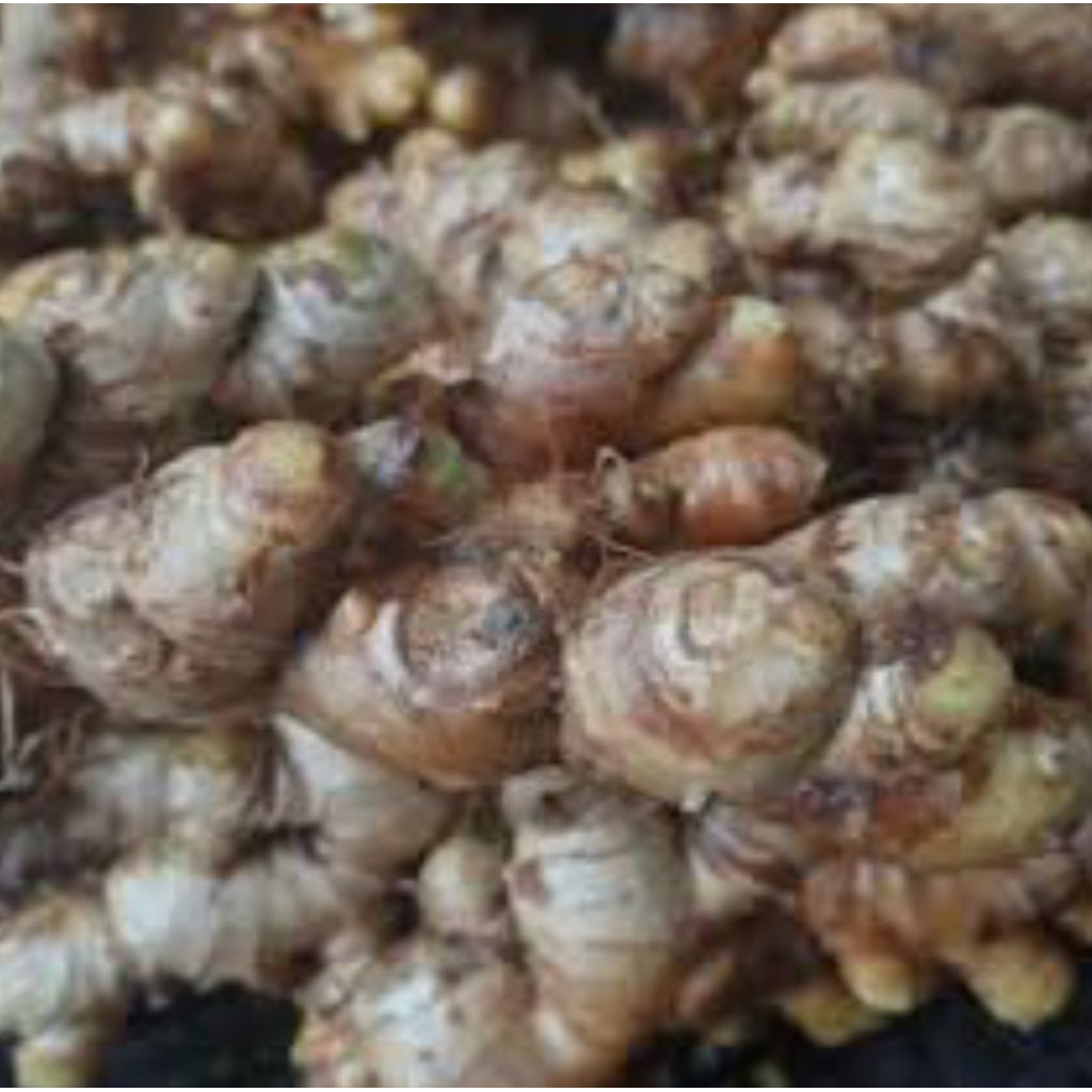 

JAHE EMPRIT 1 Kg. #BISA BUAT BIBIT, jahe putih kecil, jahe sunti, dan jahe kampung atau jahe lokal.