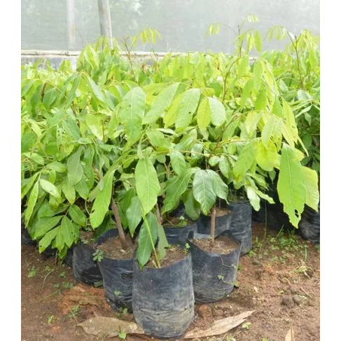 Bibit Buah Kelengkeng Kristal| Kelengkeng| Bibit Buah