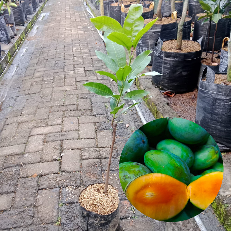 Bibit Buah Mangga Manalagi |Buah Mangga |Bibit Buah