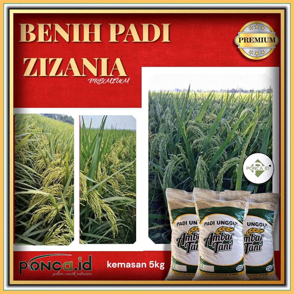 BENIH PADI ZIZANIA PREMIUM 5KG ORIGINAL
