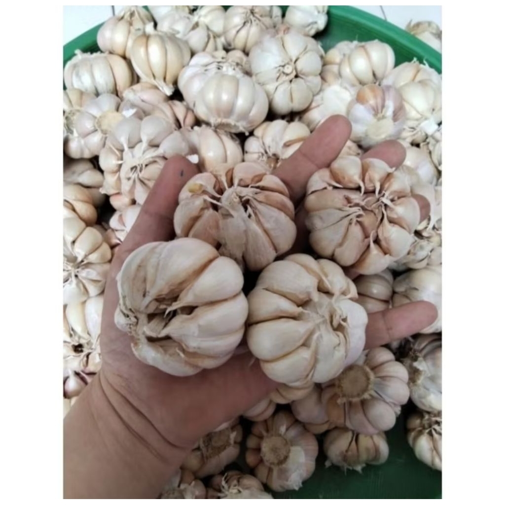 

OS, BAWANG PUTIH FRESH 250 GRM, 500 GRM