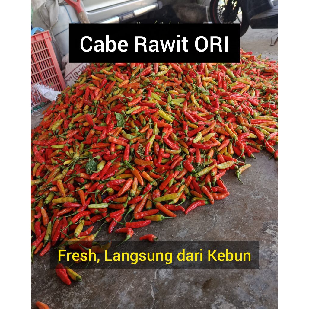 

Cabe Rawit ORI Fresh 1kg, 500gr, 250gr