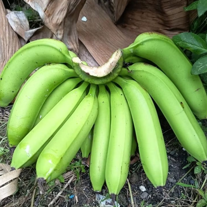 

Pisang Ambon ijo / hijau / lumut 1 sisir