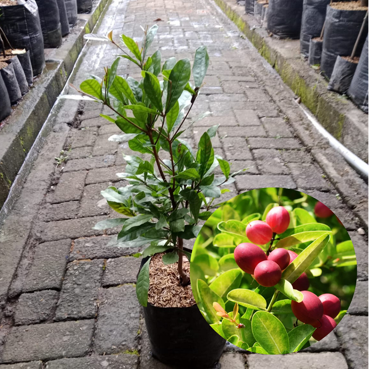 Bibit Miracle Fruit |Miracle Fruit |Bibit Buah