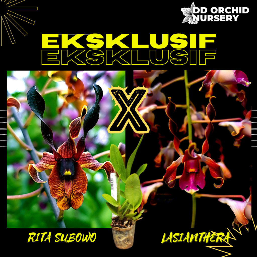 DD Orchid Seedling Anggrek Dendrobium Rita Subowo x Den. lasianthera