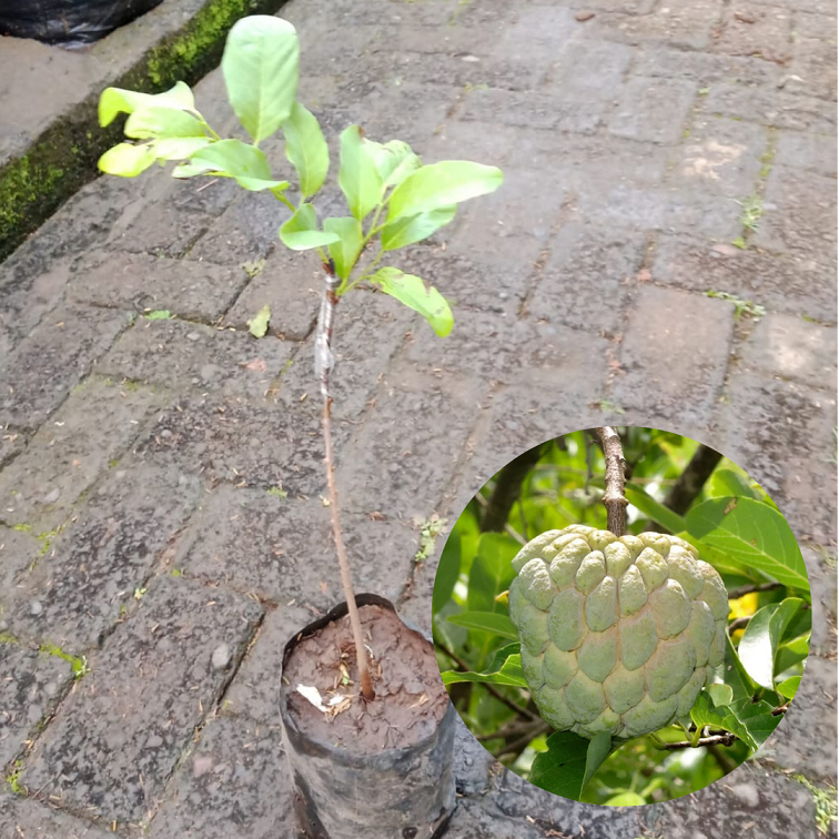 Bibit buah srikaya jumbo |Buah srikaya |Bibit buah