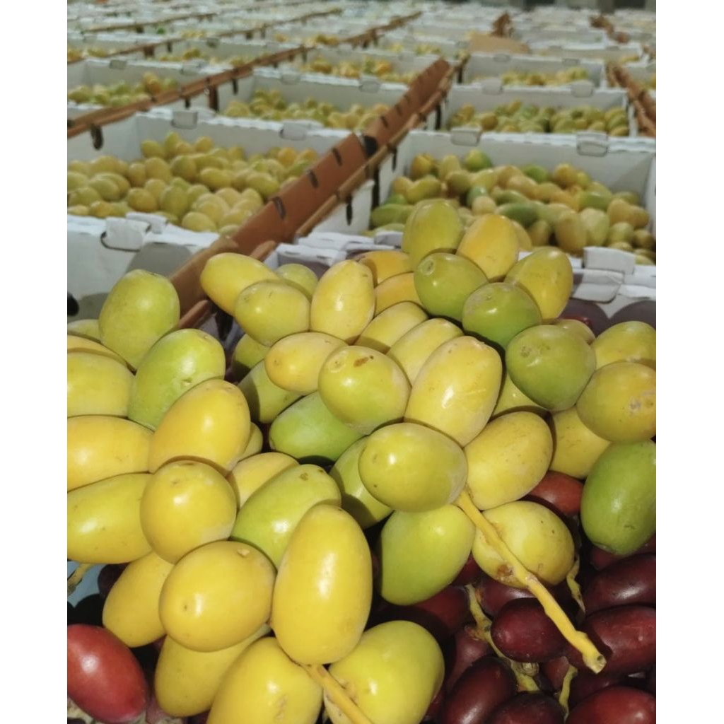 

500gr Kurma Muda Kuning Segar
