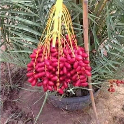 Promo bibit buah kurma arab
