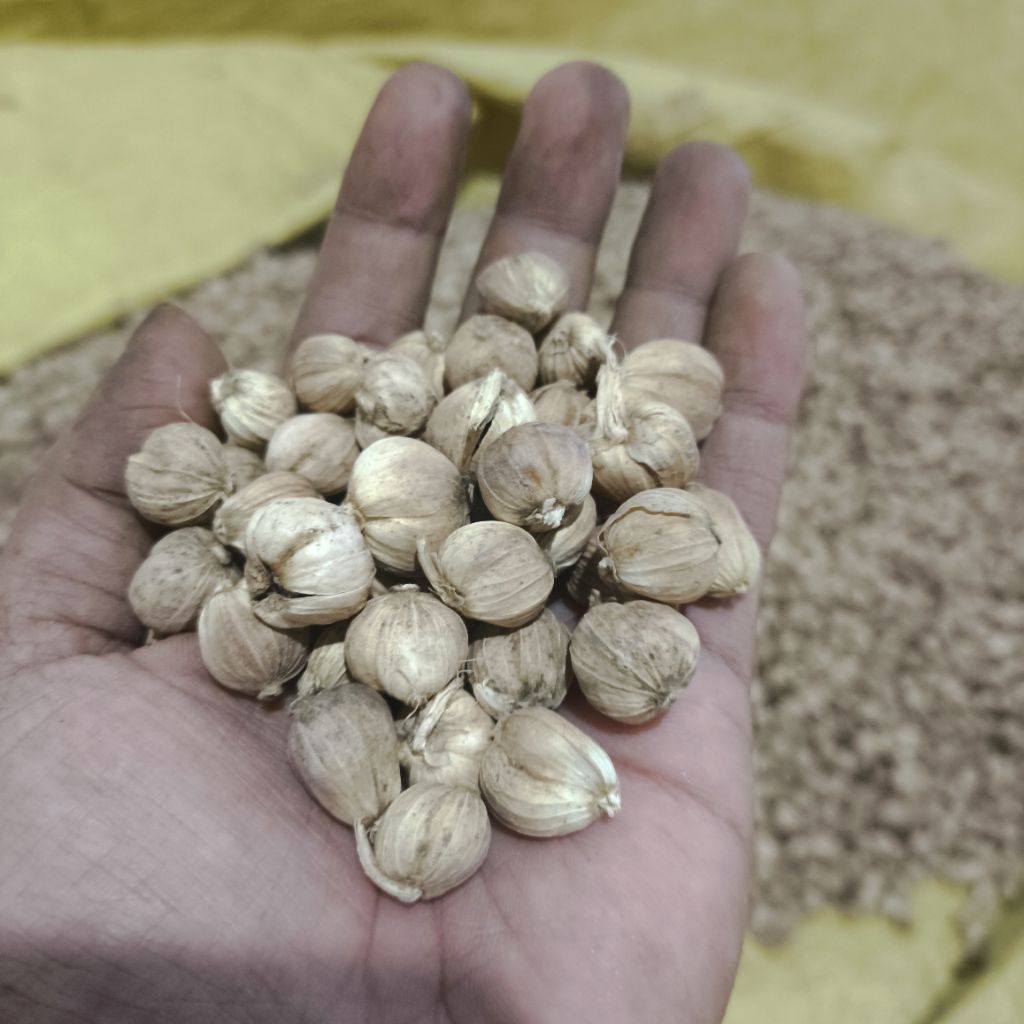 

Kapulaga/Kapolaga Kering 1gram