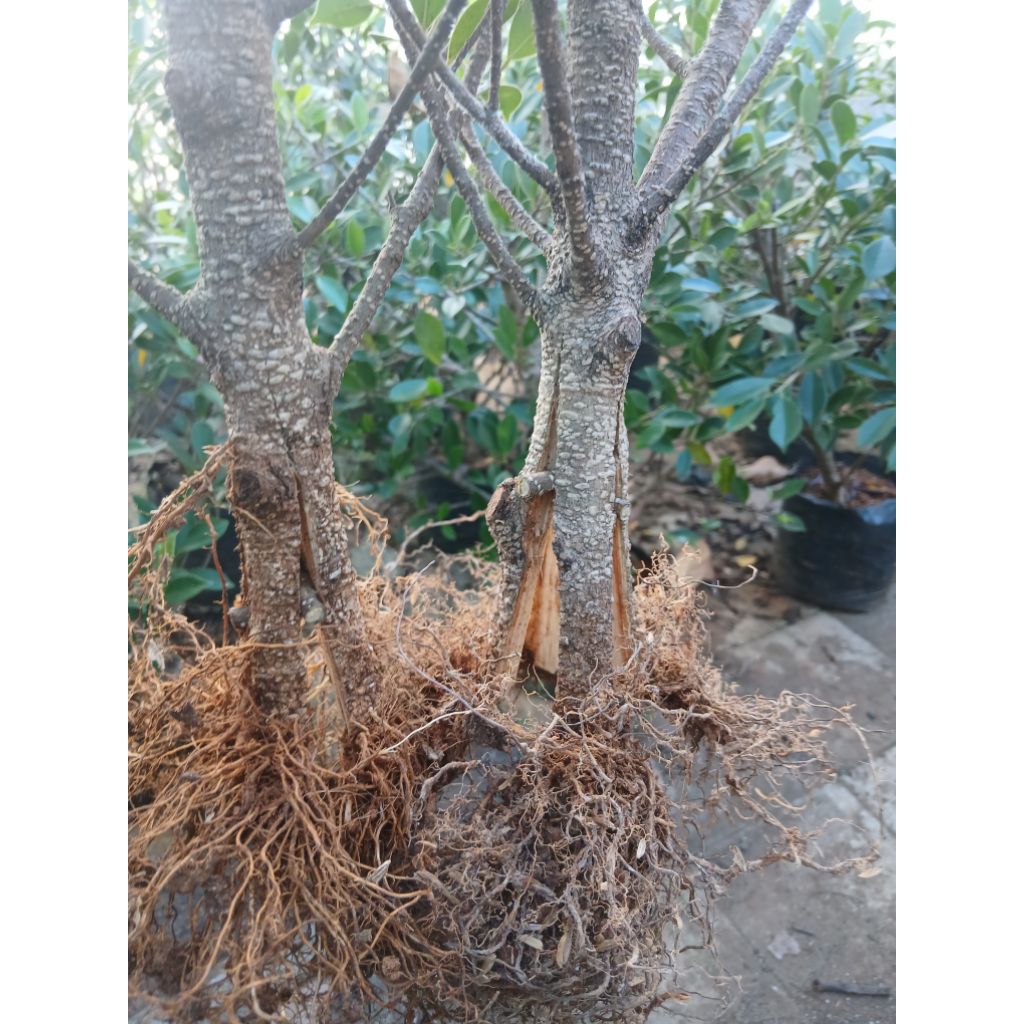 bahan bonsai kimeng pecah batang