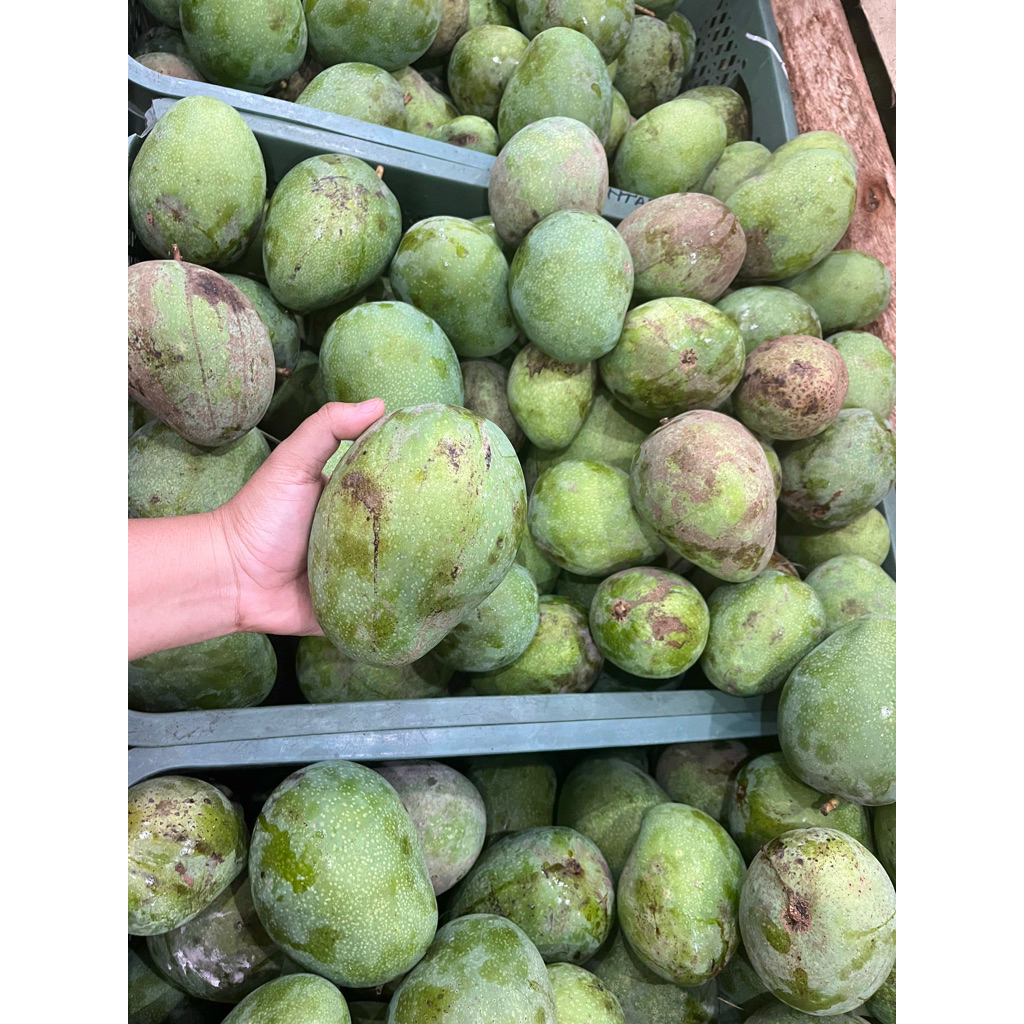 

MANGGA MADU SEKILO 20ribu