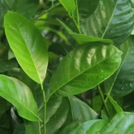 

Daun Salam Segar 1 Ikat