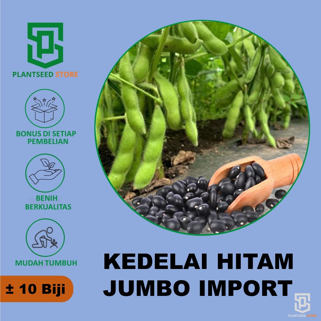 PlantSeed - 10 Benih Bibit  Kedelai Hitam Jumbo Import