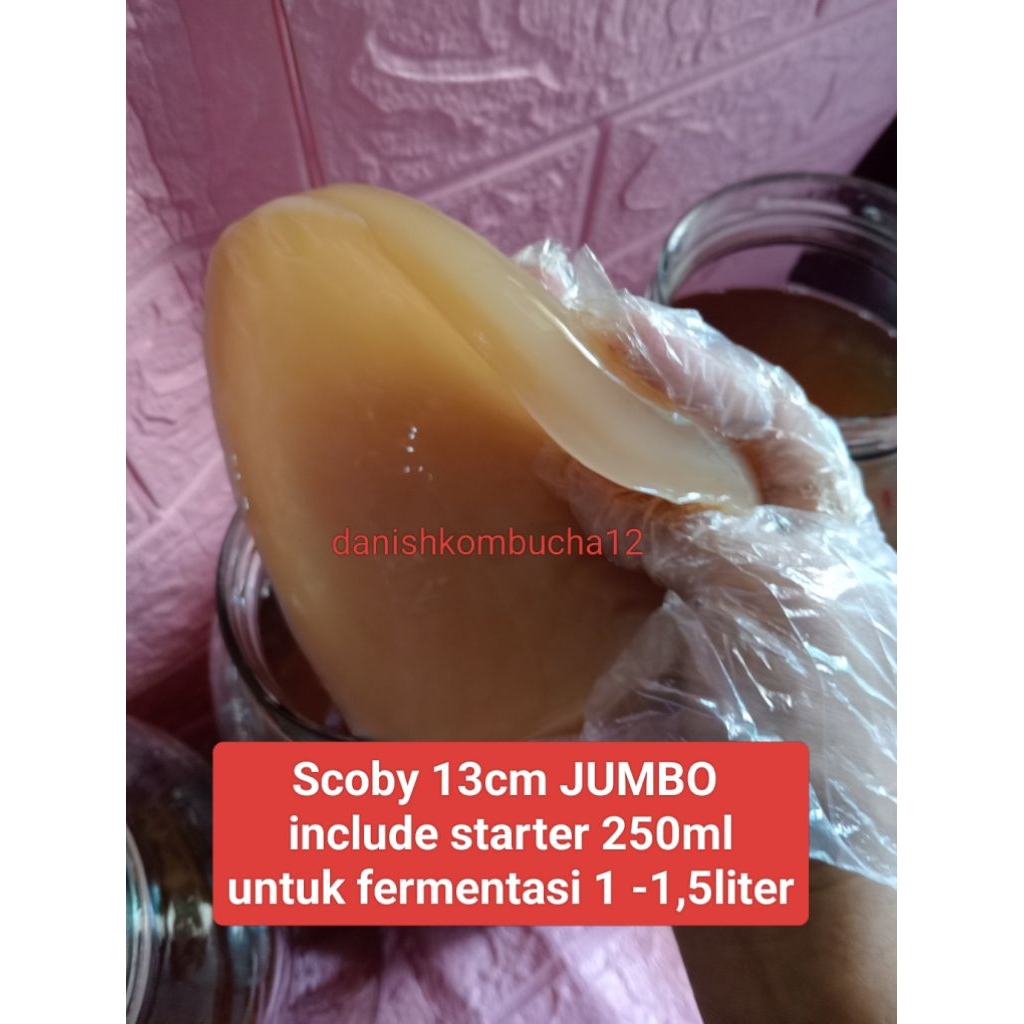 

bibit SCOBY kombucha/jamur kombucha /scoby 13 cm JUMBO TEBAL/scoby kombucha/bibit kombucha/diameter 12-13cm include starter 250ml danishkombucha12