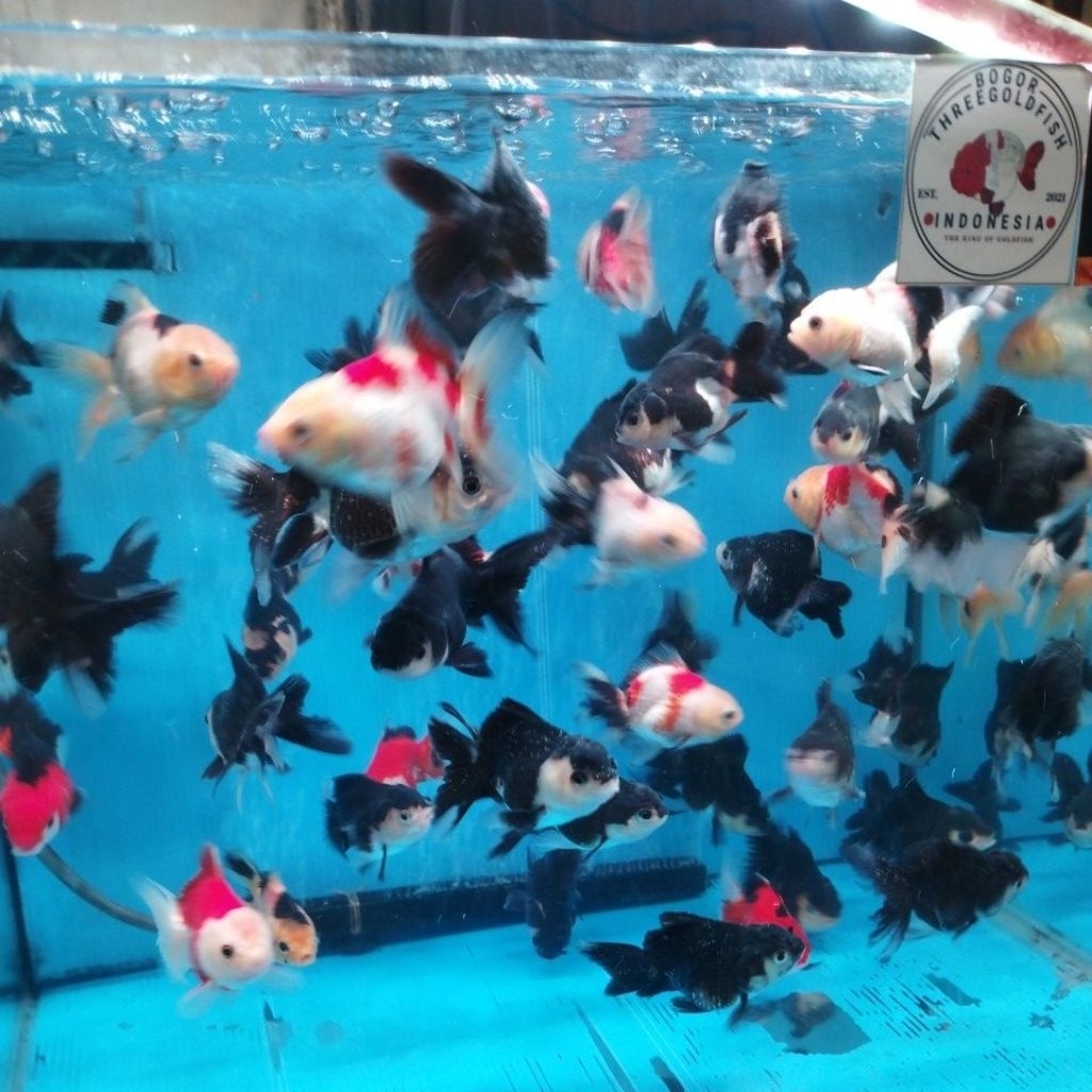 ORANDA PANDA 3COLOR