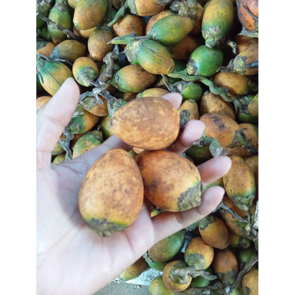 

TERBAIK BUAH PINANG TUA FRESH PER 1000 GRAM