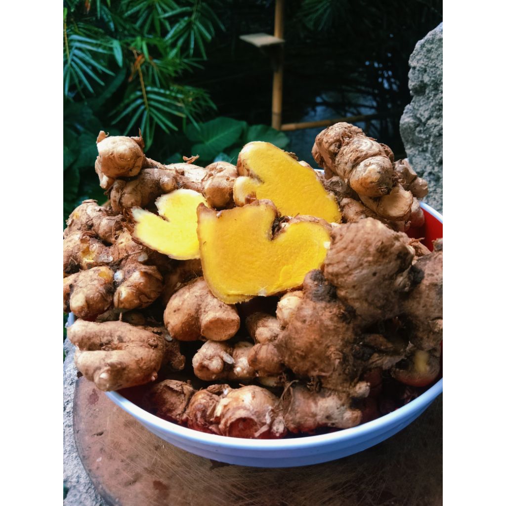 

Harga Termuraaaahh langsung petani BENGKLE/panglay/zingiber purpureum roxb 500gr