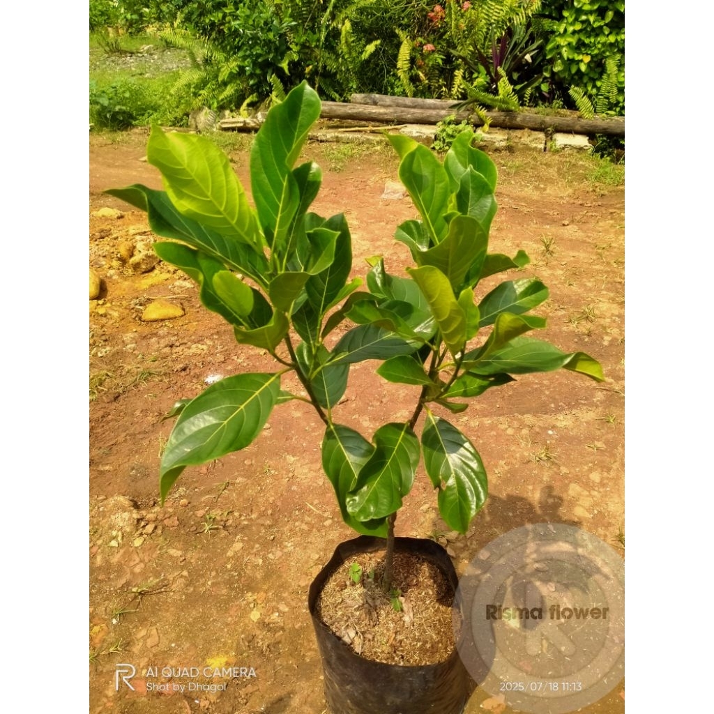 POHON BUAH NANGKA TINGGI ± 1 METER / TANAMAN BUAH NANGKA TINGGI 1 METER