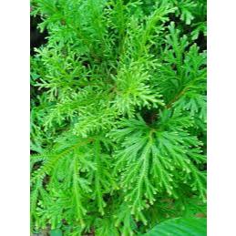 

DAUN CAKAR AYAM SEGAR / DAUN RANE 1KG, OBAT HERBAL TRADISIONAL, LALAPAN