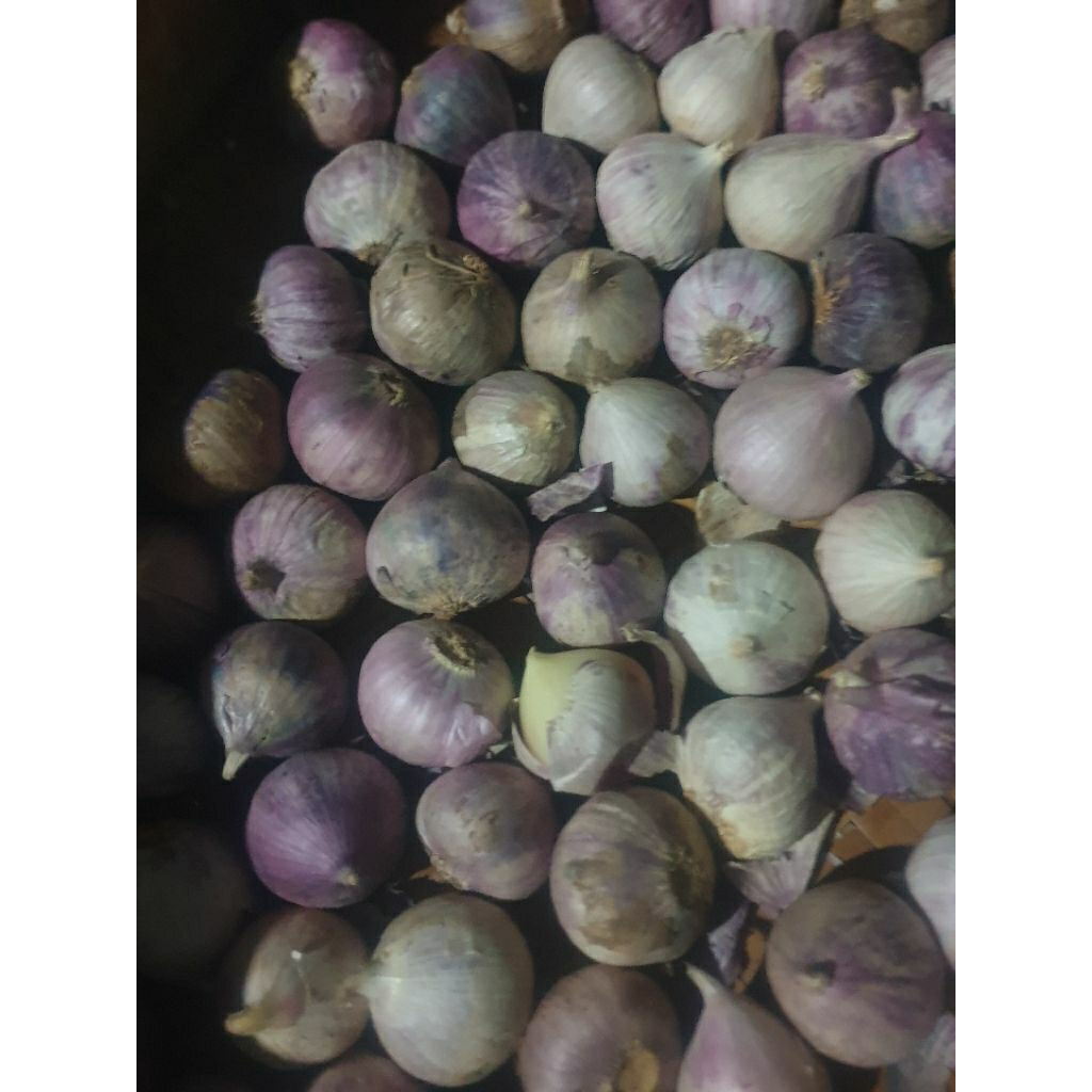 

Bawang Lanang 100gr || Bawang Tunggal