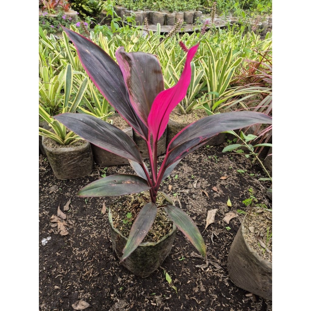 hanjuang merah / andong merah