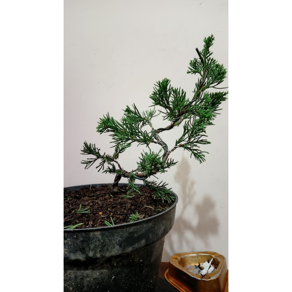 bahan bonsai cemara sinensis hijau ori,  program gerak dasar