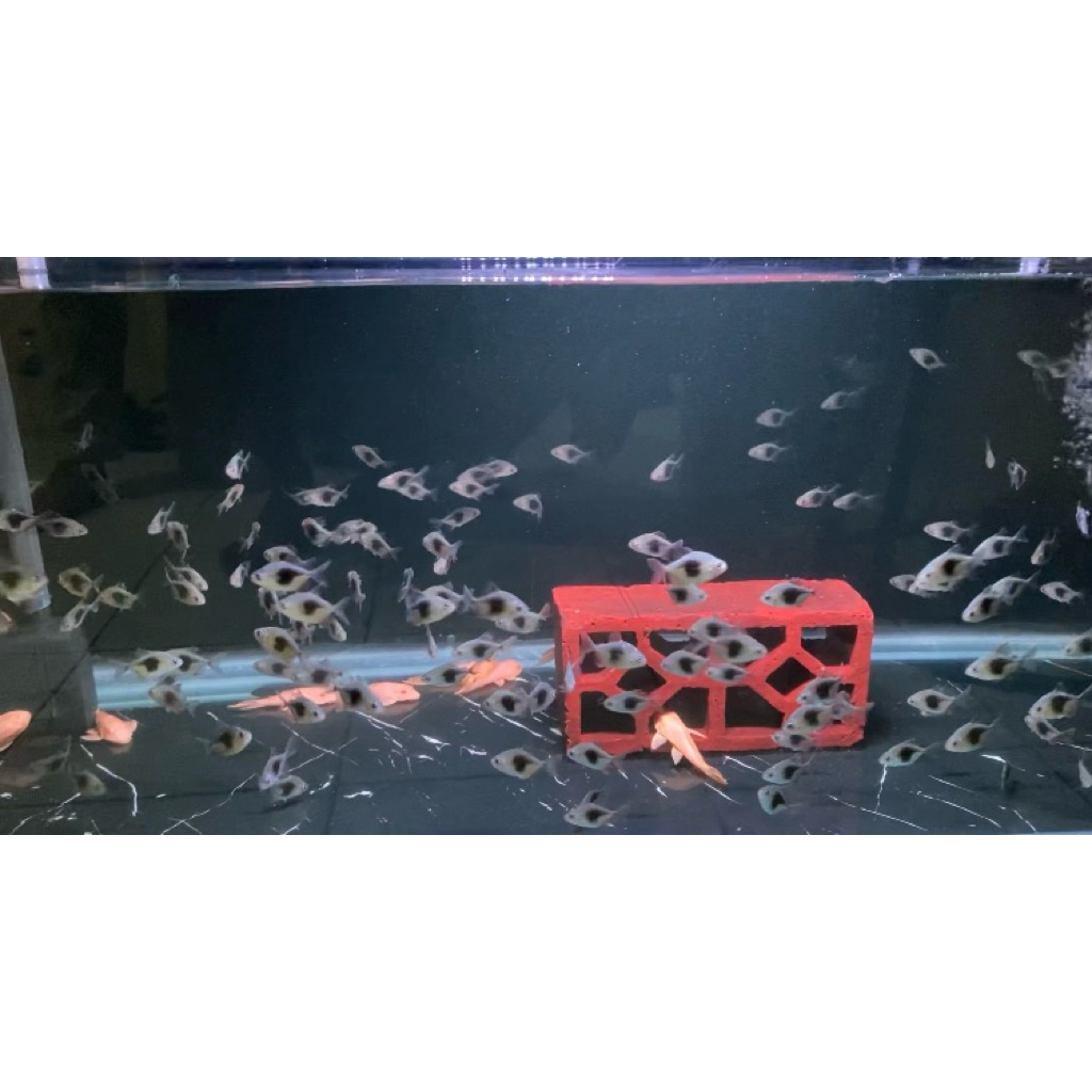 

stiker myleus black berry (bb)