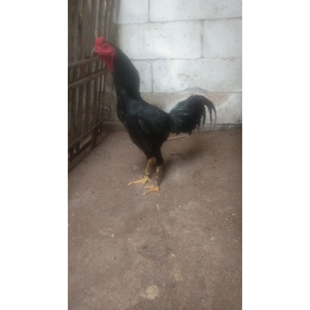 Telor Tetas Fertil isi Ayam Khoyngon Black Bull