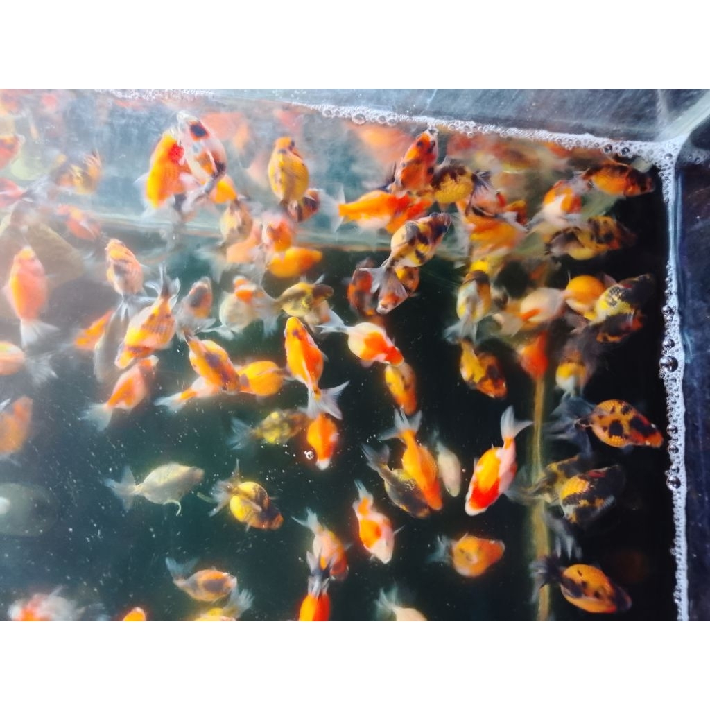 KOKI IMUT KOKI MUTIARA BULET*( KOKI MUTIARA)