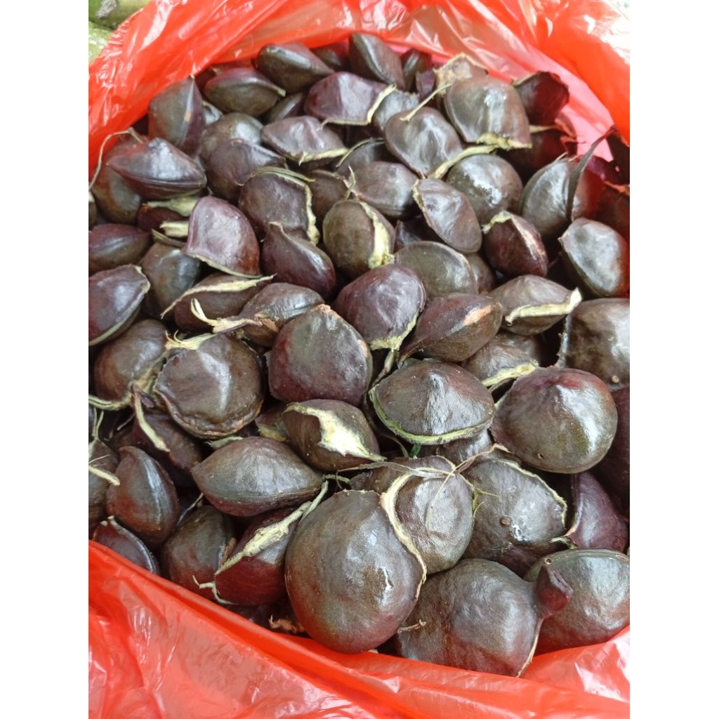 

jengkol muda per 1kg
