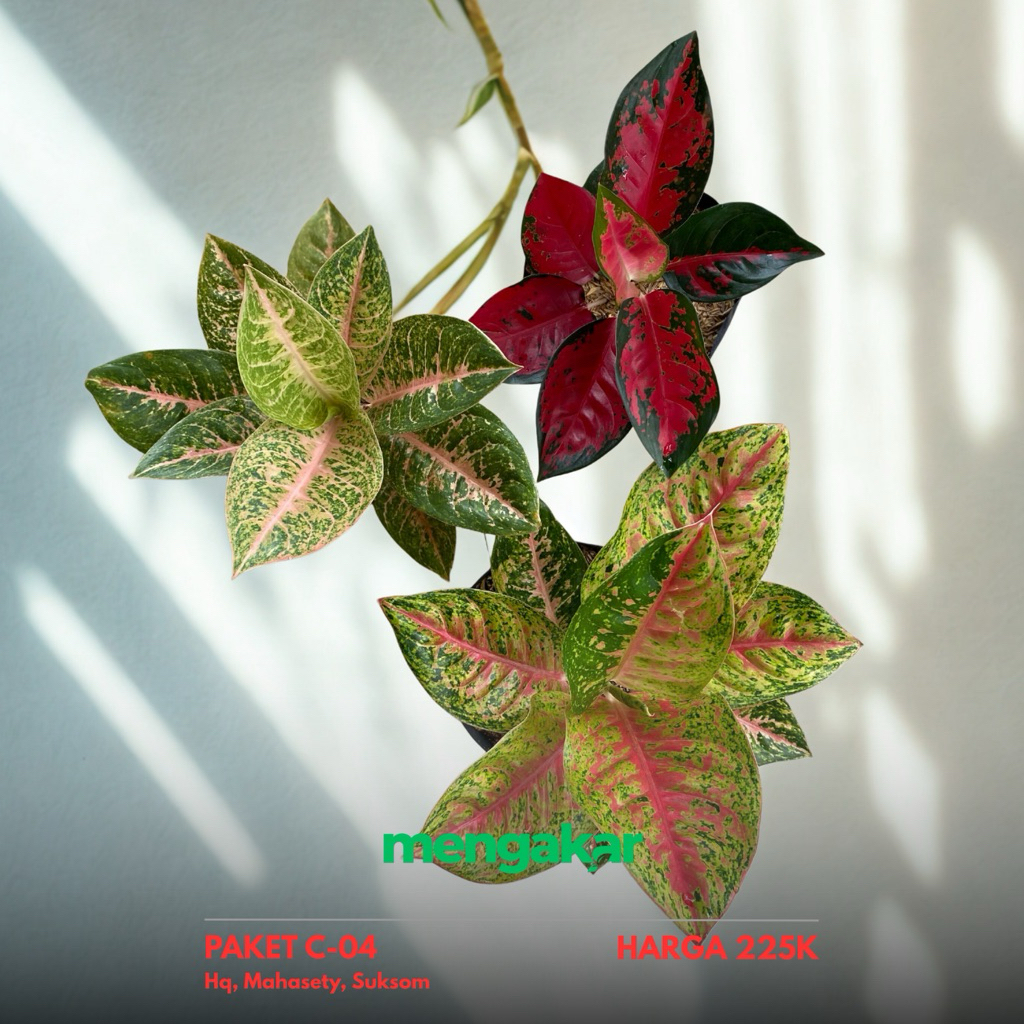 Paket Aglonema Cantik Suksom, Mahasety & Harlequeen | Tanaman Hias Daun | Aglaonema Murah 225rb