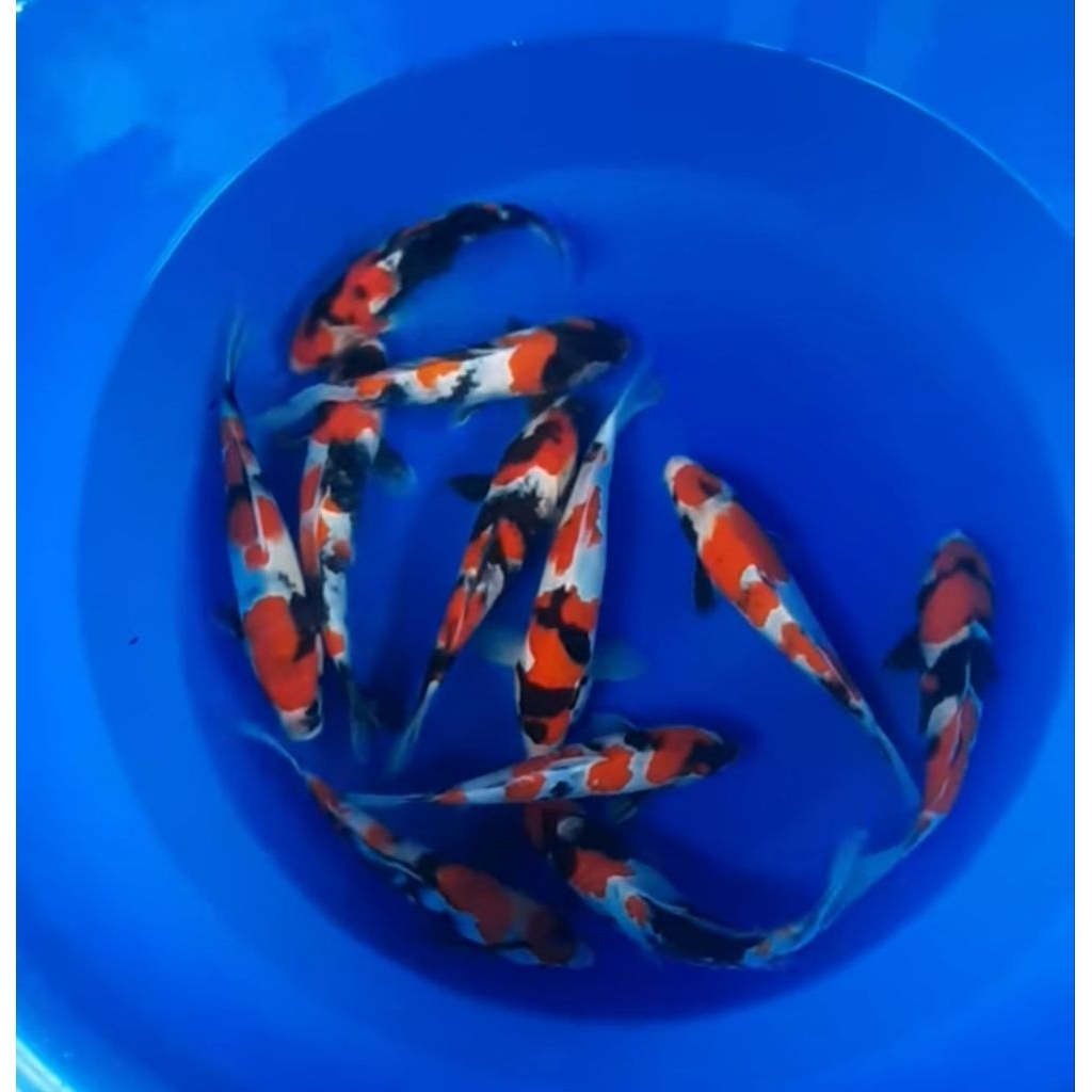 paket 10 ekor ikan koi blitar cantik size 15-20cm