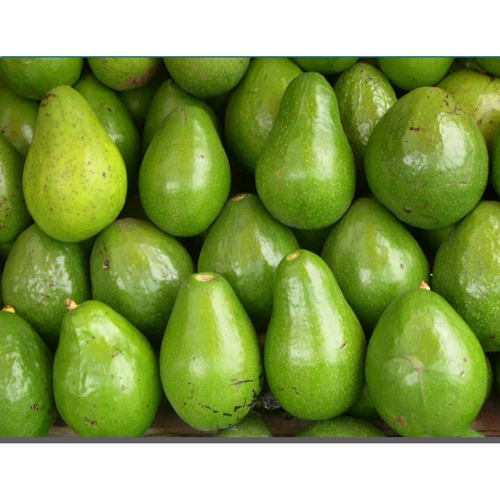 

peket luar kota buah alpukat great B min 2kg pilihan